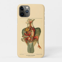 Anatomie van een duif iPhone 11 pro hoesje