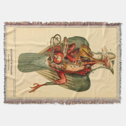 Anatomie van een duif deken (Voorkant)