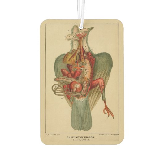 Anatomie van een duif luchtverfrisser (Achterkant)