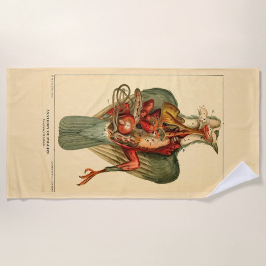 Anatomie van een duif strandlaken (Voorkant)