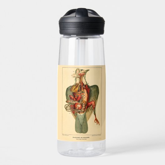 Anatomie van een duif waterfles (Voorkant)