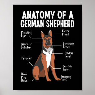 Anatomie van een Duitse herderhond Poster