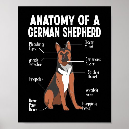 Anatomie van een Duitse herderhond Poster (Voorkant)