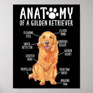 Anatomie van een Golden Retriever vader Poster