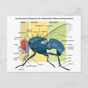 Anatomie van een Housefly Diagram Musca Domestica Briefkaart