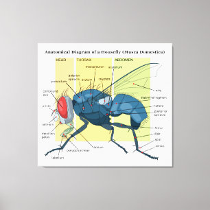Anatomie van een Housefly Diagram Musca Domestica Canvas Afdruk