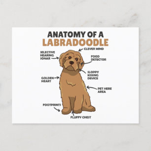 Anatomie van een labradoedle Cute Canine Puppy Briefkaart