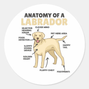 Anatomie van een labrador Retriever zoete honden Ronde Sticker