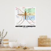 Anatomie van een muggen (Entomologie) Poster (Keuken)