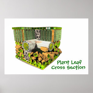 Anatomie van een Plant leder poster