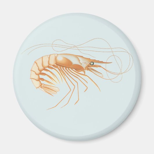 Anatomie van garnalen, mariene levenszee dieren magneet (Voorkant)