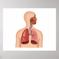 Anatomie van het ademhalingsstelsel van de mens