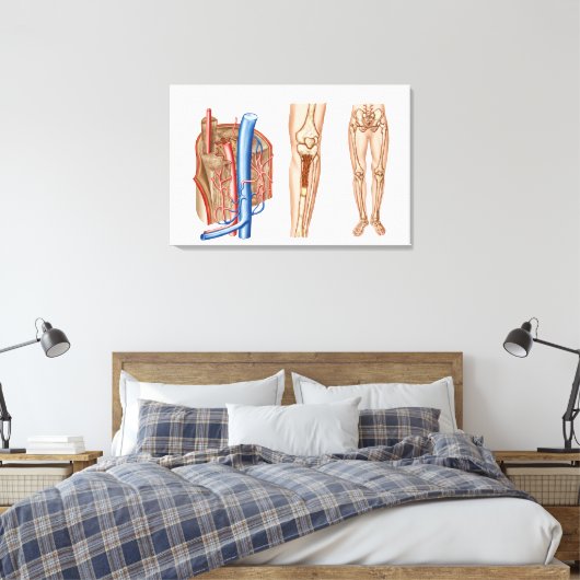 Anatomie van het beenmerg canvas afdruk (Insitu (Slaapkamer))