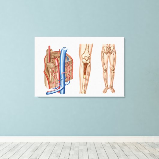 Anatomie van het beenmerg canvas afdruk (Insitu (Houten vloer))