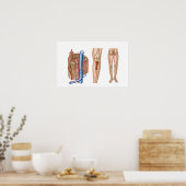 Anatomie van het beenmerg poster (Keuken)