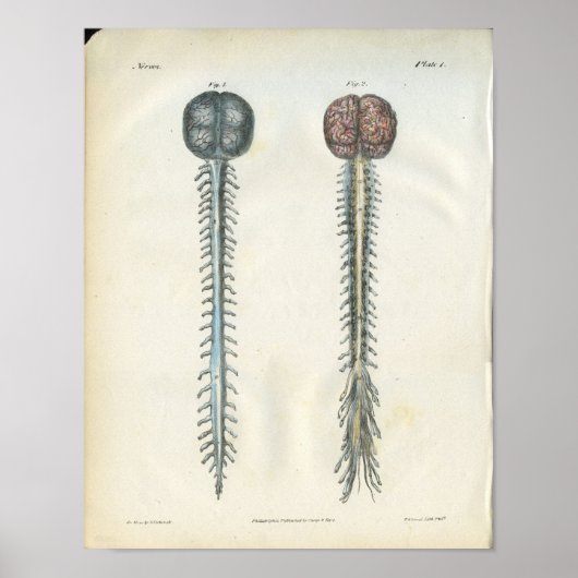 Anatomie van het brein- en ruggenmergsnoer Afdrukk Poster (Voorkant)