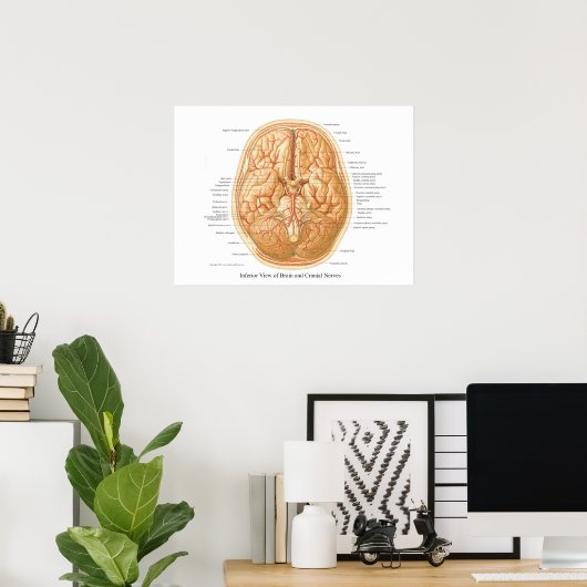 Anatomie van het brein met craniale zenuwen poster (Thuiskantoor)