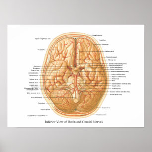 Anatomie van het brein met craniale zenuwen poster