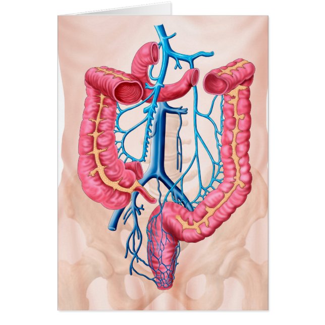 Anatomie van het humane abdominale huidstelsel (Voorkant)