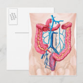 Anatomie van het humane abdominale huidstelsel briefkaart (Voorkant / Achterkant)