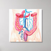 Anatomie van het humane abdominale huidstelsel canvas afdruk (Voorkant)