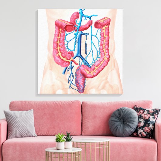 Anatomie van het humane abdominale huidstelsel canvas afdruk (Insitu (Woonkamer))