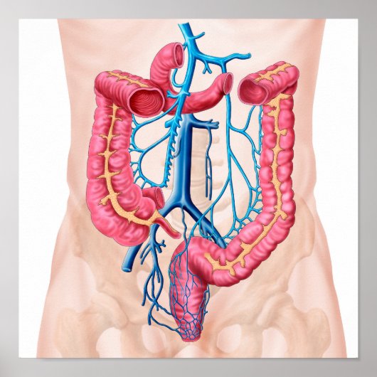 Anatomie van het humane abdominale huidstelsel poster (Voorkant)