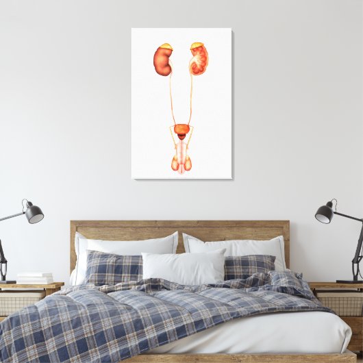 Anatomie van het humane mannelijke urinestelsel, v canvas afdruk (Insitu (Slaapkamer))