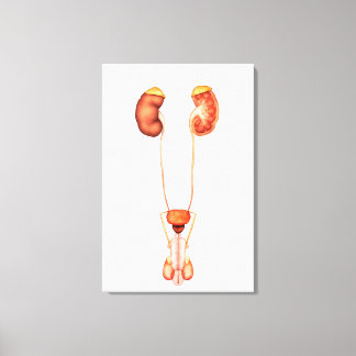 Anatomie van het humane mannelijke urinestelsel, v canvas afdruk