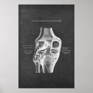 Anatomie van het knie achterste Uitzicht Poster