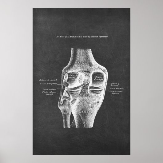 Anatomie van het knie achterste Uitzicht Poster (Voorkant)