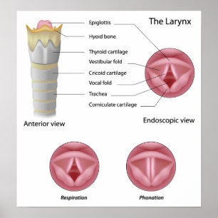 Anatomie van het larynxPoster Poster