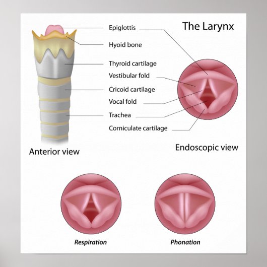 Anatomie van het larynxPoster Poster (Voorkant)