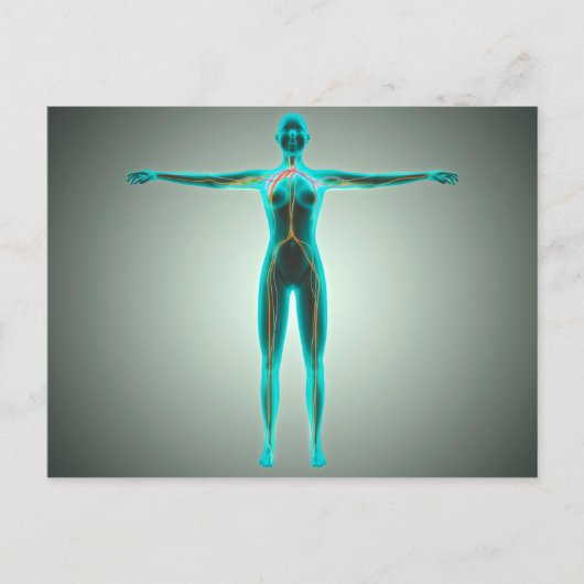 Anatomie van het lichaam van het Vrouw met aders e Briefkaart (Voorkant)