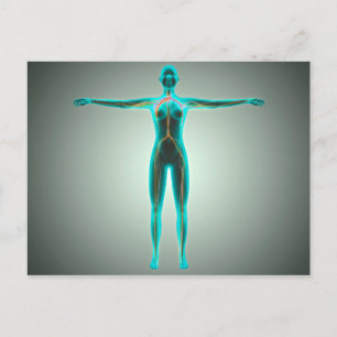 Anatomie van het lichaam van het Vrouw met aders e Briefkaart