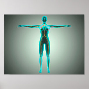Anatomie van het lichaam van het Vrouw met aders e Poster