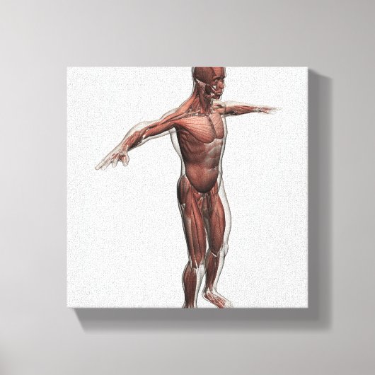 Anatomie van het mannelijke spierstelsel, zij Uitz Canvas Afdruk (Voorkant)
