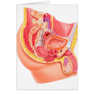 Anatomie van het mannelijke voortplantingssysteem