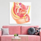 Anatomie van het mannelijke voortplantingssysteem canvas afdruk (Insitu (Woonkamer))