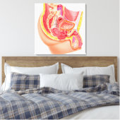 Anatomie van het mannelijke voortplantingssysteem canvas afdruk (Insitu (Slaapkamer))