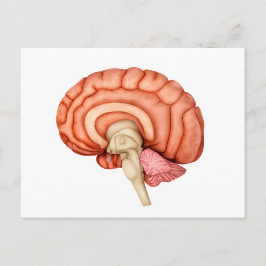 Anatomie van het menselijk brein, zijdelings Uitzi Briefkaart (Voorkant)