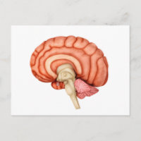Anatomie van het menselijk brein, zijdelings Uitzi