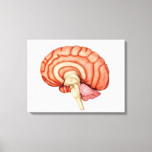Anatomie van het menselijk brein, zijdelings Uitzi Canvas Afdruk (Voorkant)