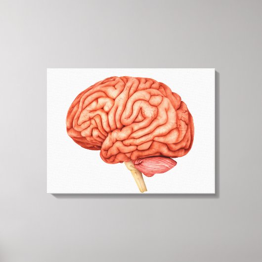 Anatomie van het menselijk brein, zijdelings Uitzi Canvas Afdruk (Voorkant)