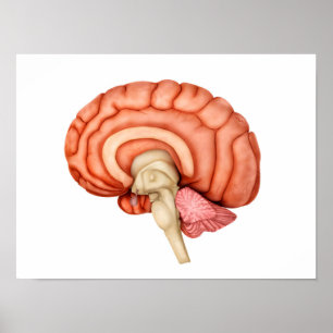 Anatomie van het menselijk brein, zijdelings Uitzi Poster