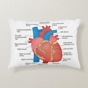 Anatomie van het menselijk hart accent kussen