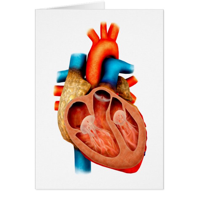 Anatomie van het menselijk hart, dwarsdoorsnede (Voorkant)