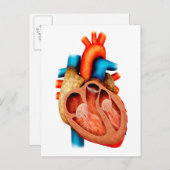 Anatomie van het menselijk hart, dwarsdoorsnede briefkaart (Voorkant / Achterkant)
