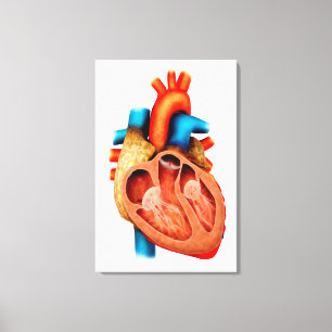 Anatomie van het menselijk hart, dwarsdoorsnede canvas afdruk