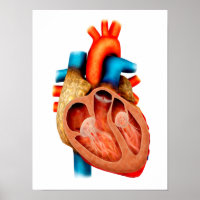 Anatomie van het menselijk hart, dwarsdoorsnede